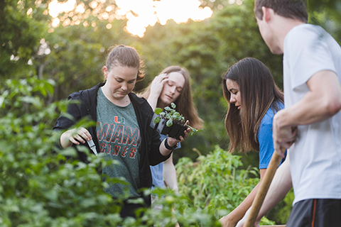 UM students gardening on campus. 