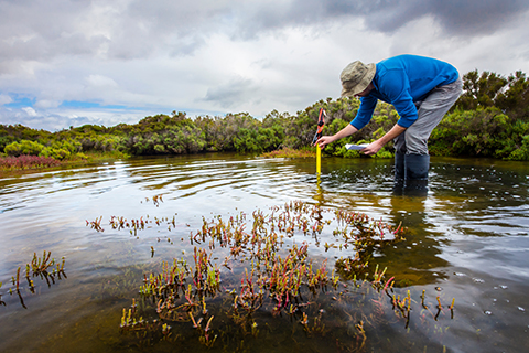 Man in the Everglades measuring water with a measuring tape.